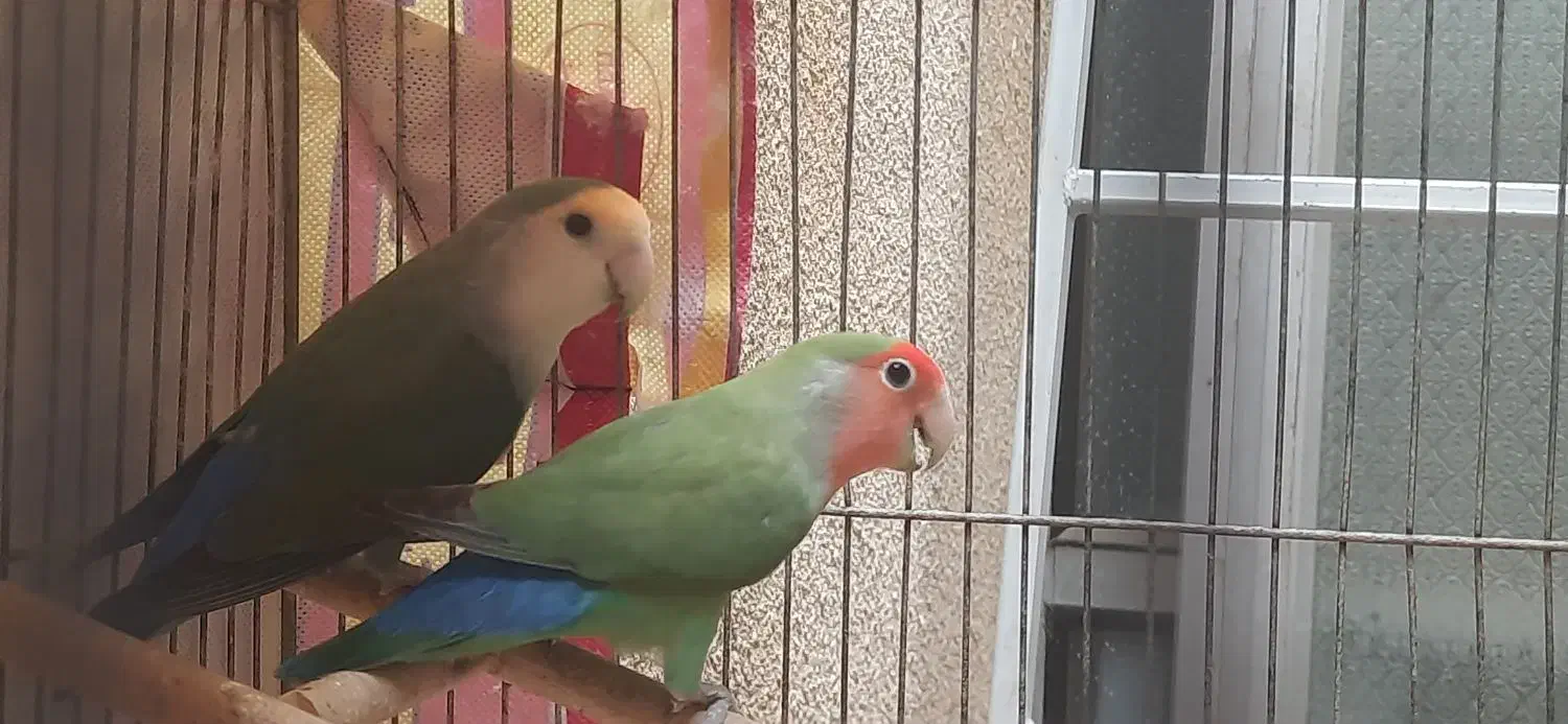 طوطی برزیلی|پرنده|آباده, |دیوار