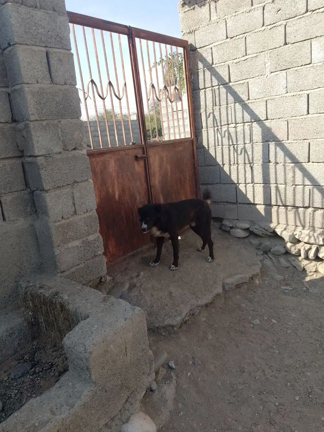 سگ سرابی|سگ|میناب, |دیوار