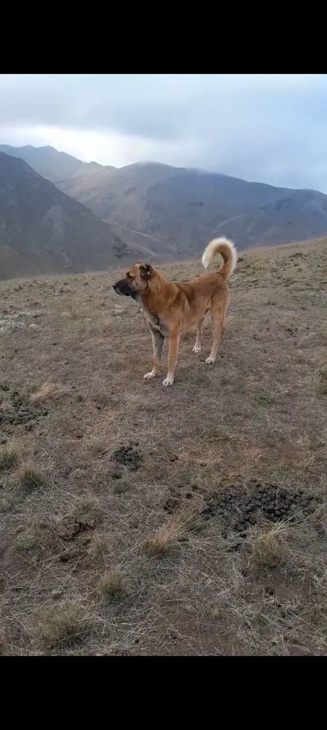 سگ گم شده|سگ|پارسآباد, |دیوار