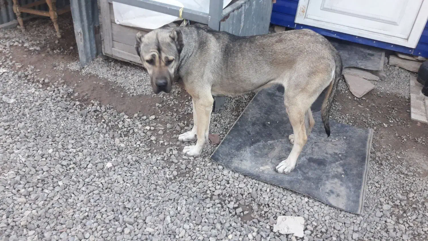 ماده سرابی|سگ|قزوین, |دیوار