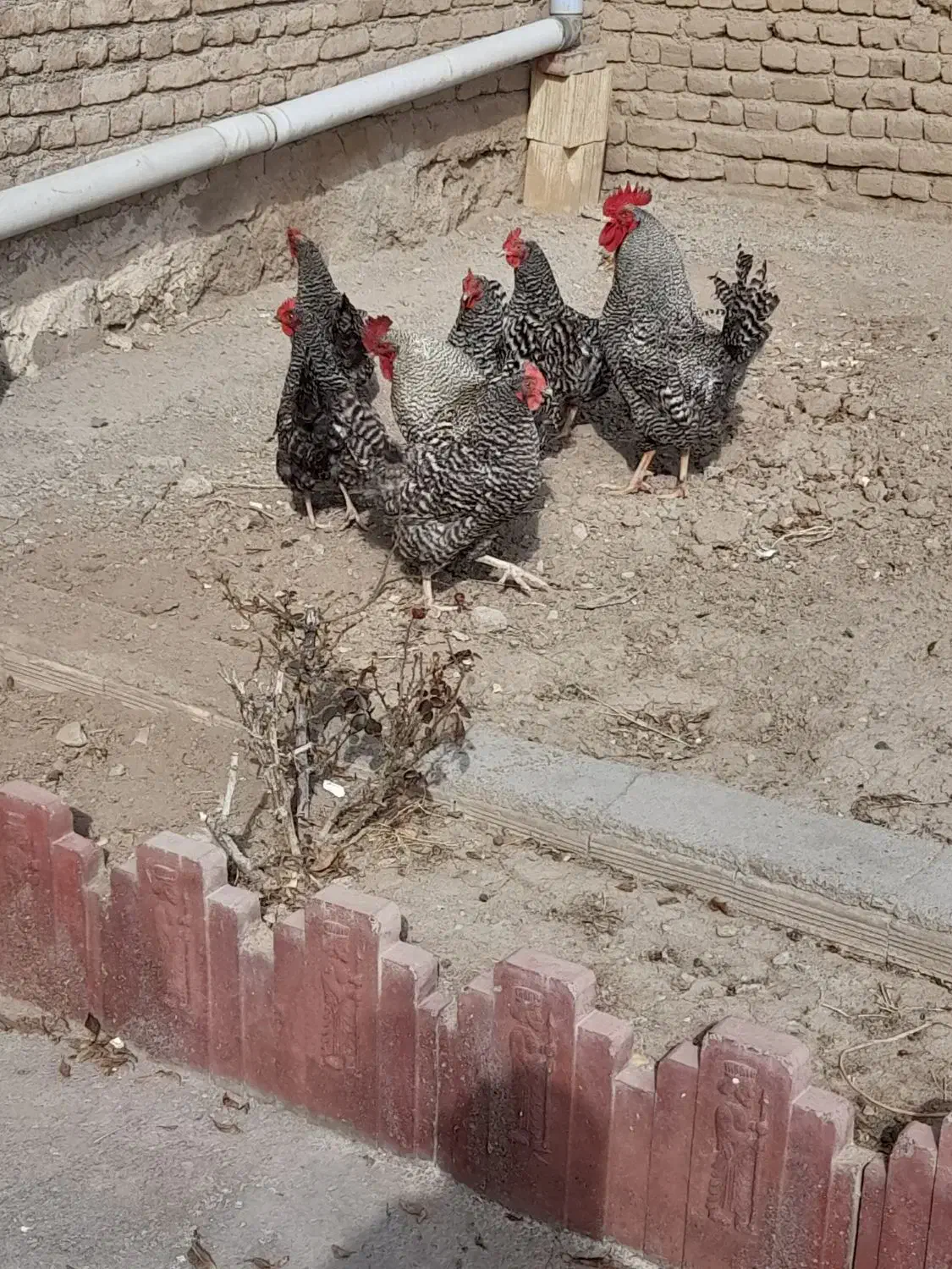 فروشی|حیوانات مزرعه|قره ضیاالدین, |دیوار