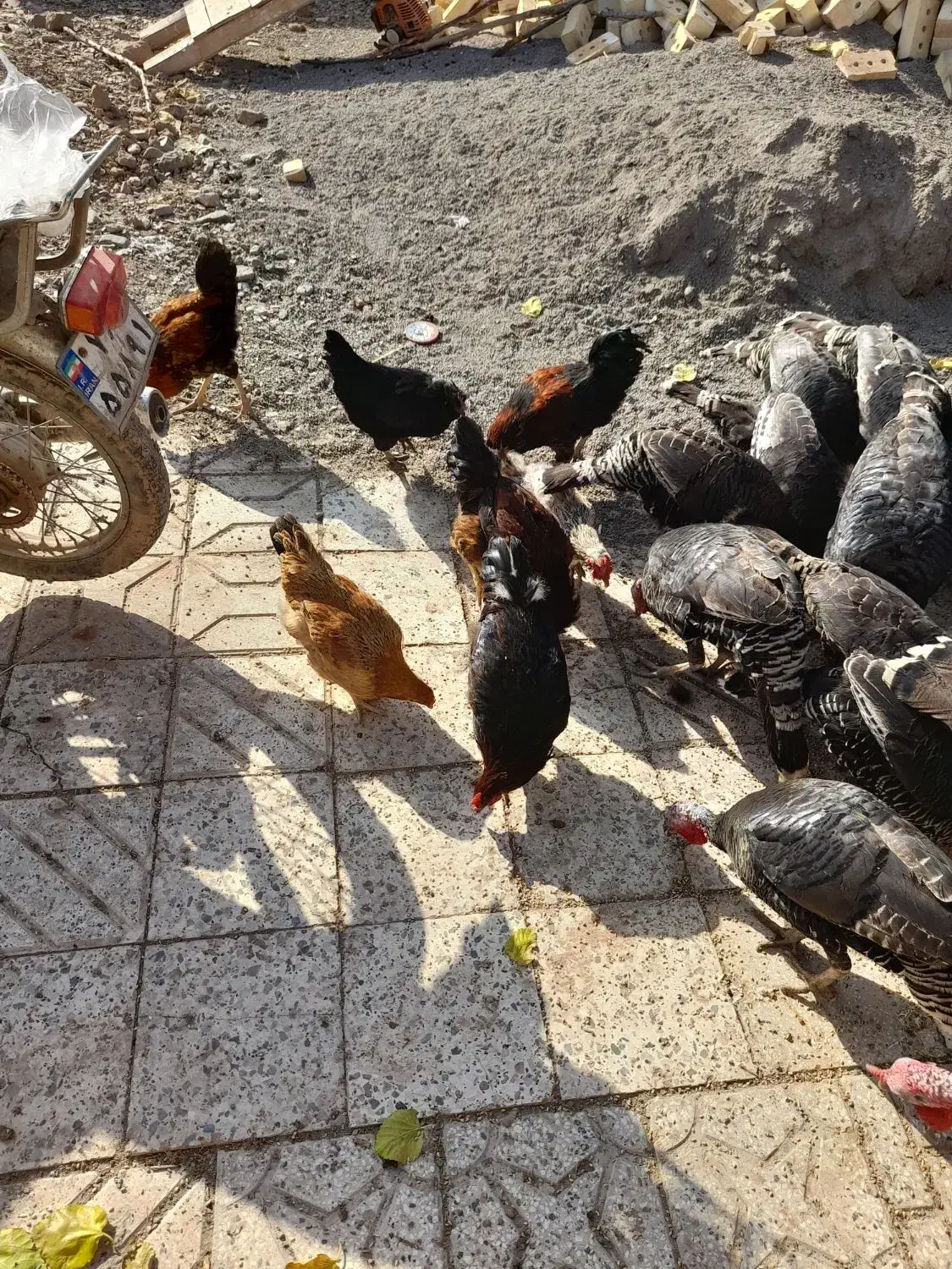 بوقلمون و مرغ و خروس|حیوانات مزرعه|نیشابور, ریوند|دیوار