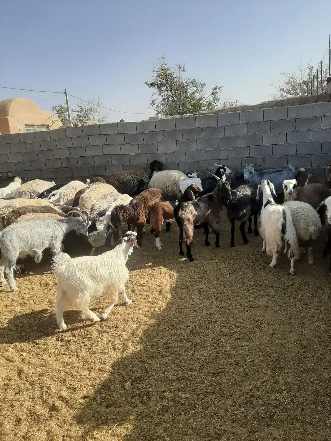 میش و بز|حیوانات مزرعه|اقلید, |دیوار