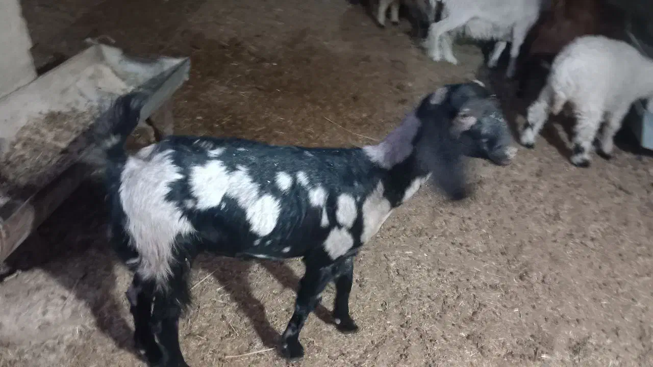 کهره ماده|حیوانات مزرعه|سیستان, |دیوار