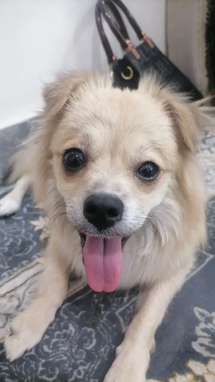 پامر.|سگ|قم, شاه ابراهیم|دیوار