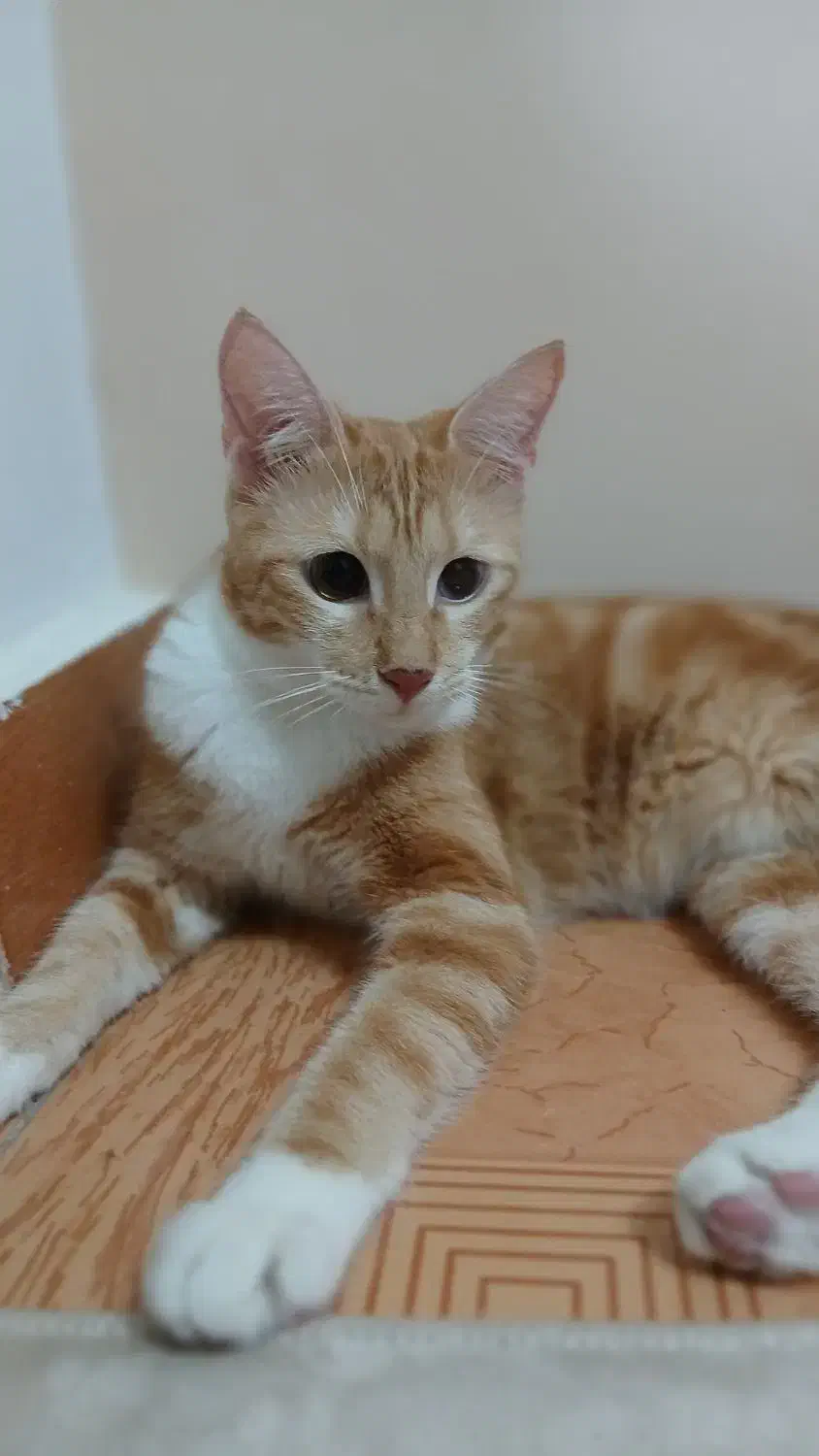 واگذاری گربه رایگان|گربه|رشت, حمیدیان|دیوار