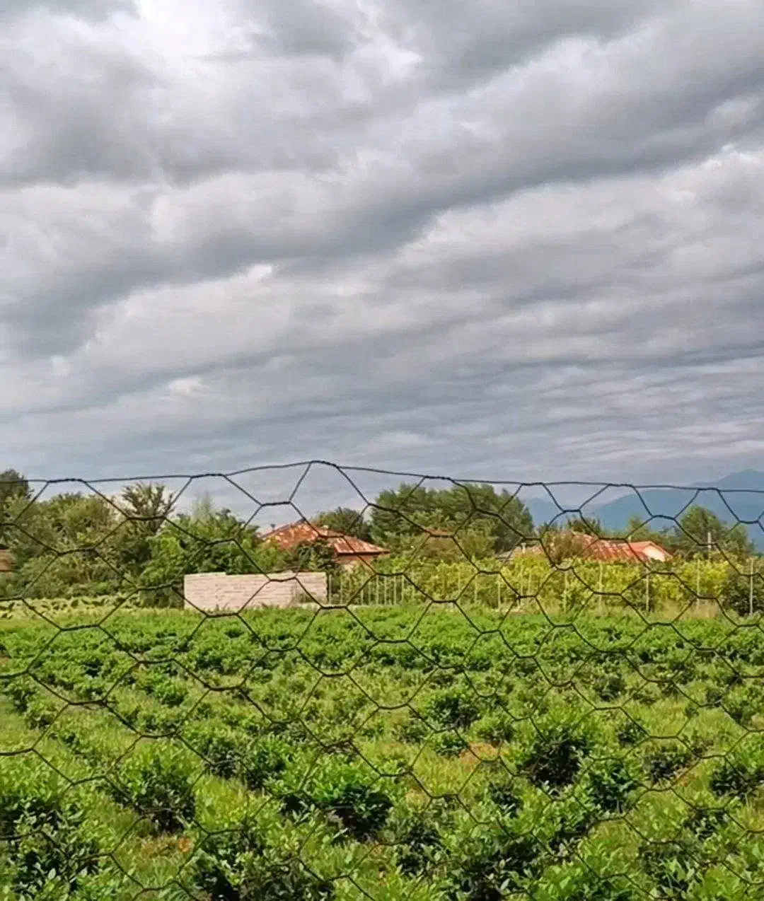 فروش 312 زمین تخفیف بلک فرایدی|فروش زمین و ملک کلنگی|املش, |دیوار