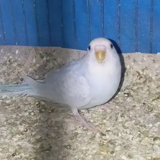 مرغ عشق رینبو|پرنده|خمینی‌شهر, |دیوار