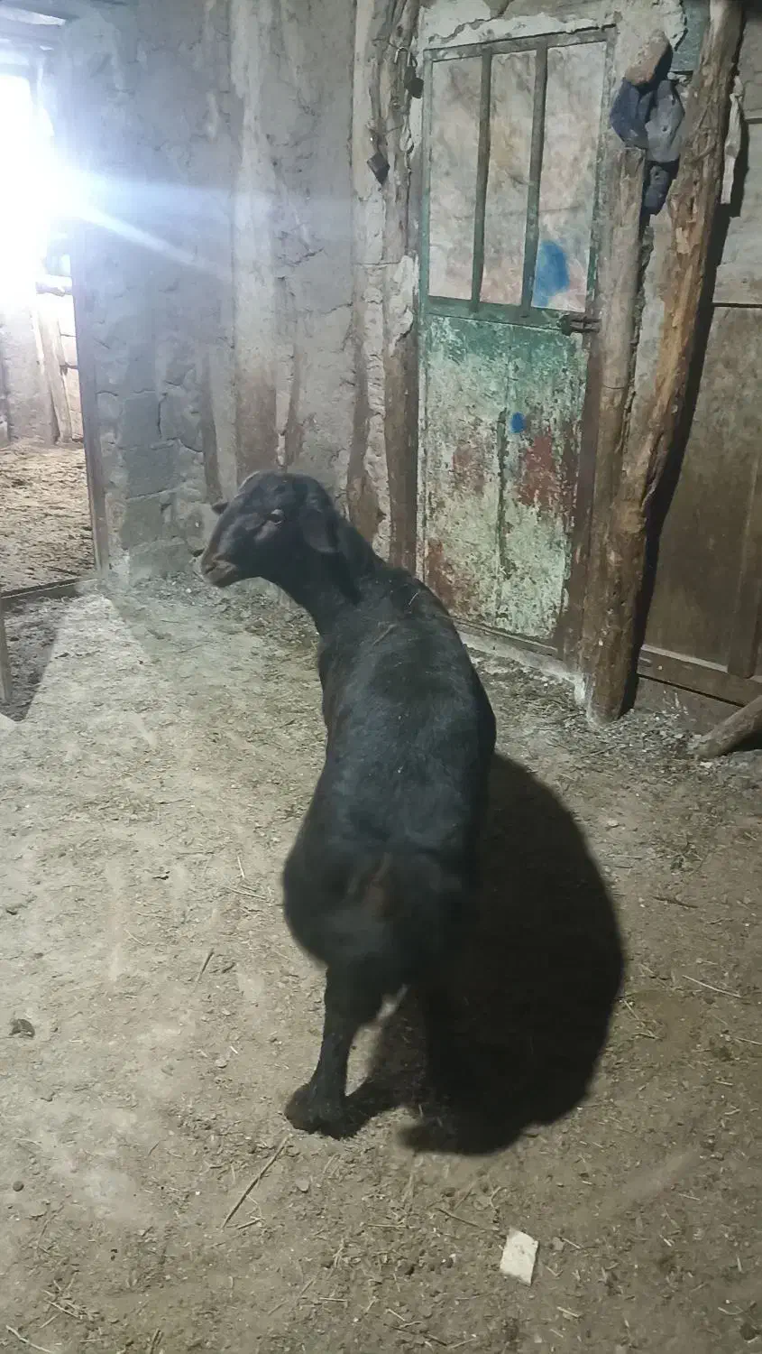 دو راس گوچ قره قیزیل|حیوانات مزرعه|ترکمانچای, |دیوار