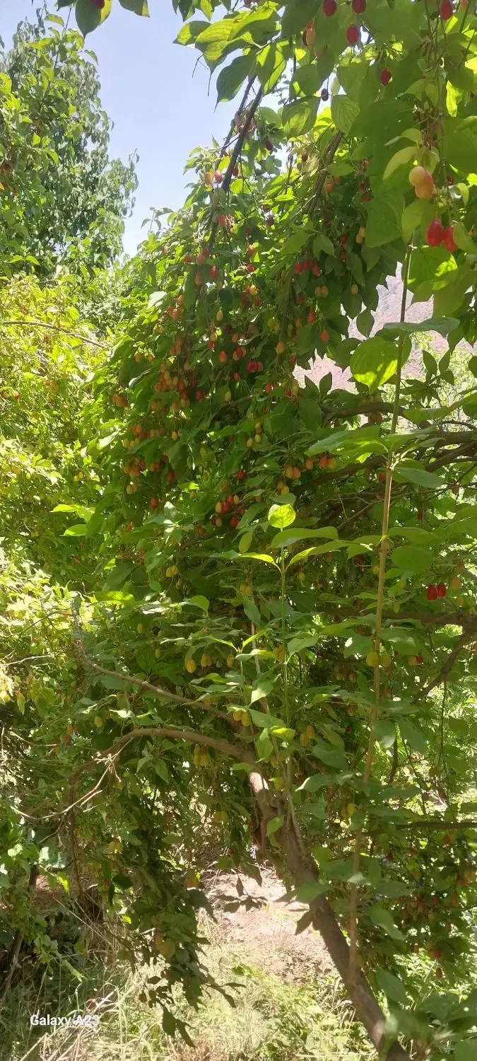 زغال اخته خشک  امساله گوشتی|خوردنی و آشامیدنی|قم, نیروگاه|دیوار