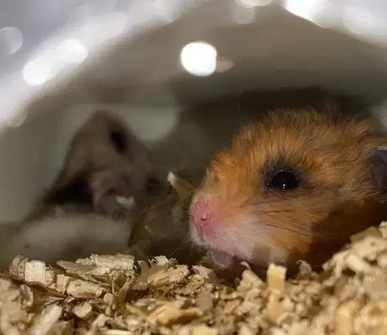 یک جفت همستر سالم|موش و خرگوش|سنندج, |دیوار