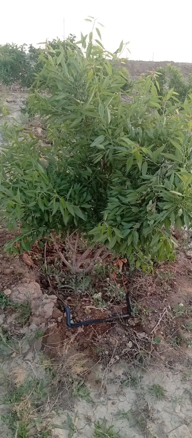 باغچه نقلی ویلایی ۳۷۰متر|فروش خانه و ویلا|شبستر, |دیوار