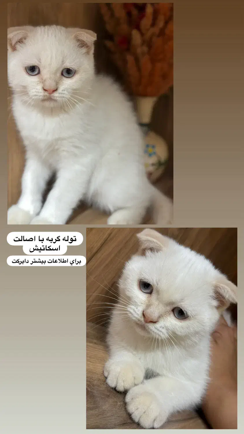 توله اسکاتیش ۲ ماهه|گربه|مشهد, وکیل‌آباد|دیوار