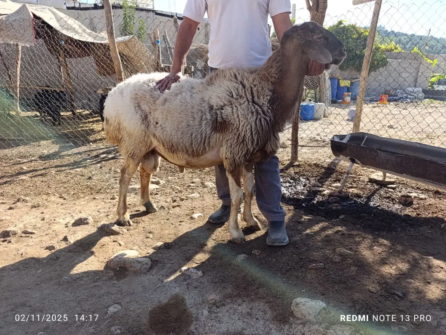 قوچ داشتی|حیوانات مزرعه|کوه چنار, |دیوار