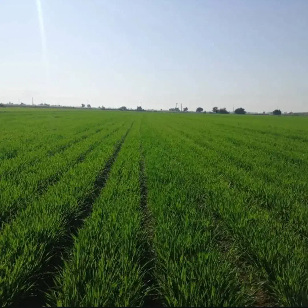 ۲ هکتار زمین کشاورزی واقع در فیروزآباد شهرری|فروش زمین و ملک کلنگی|ری, فیروزآباد|دیوار