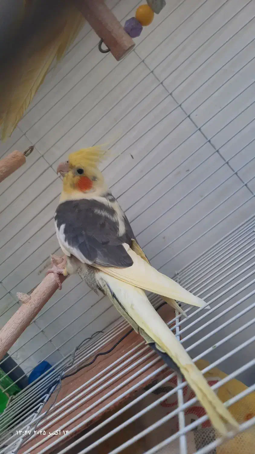 یک جفت عروس هلندی|پرنده|زاهدان, |دیوار