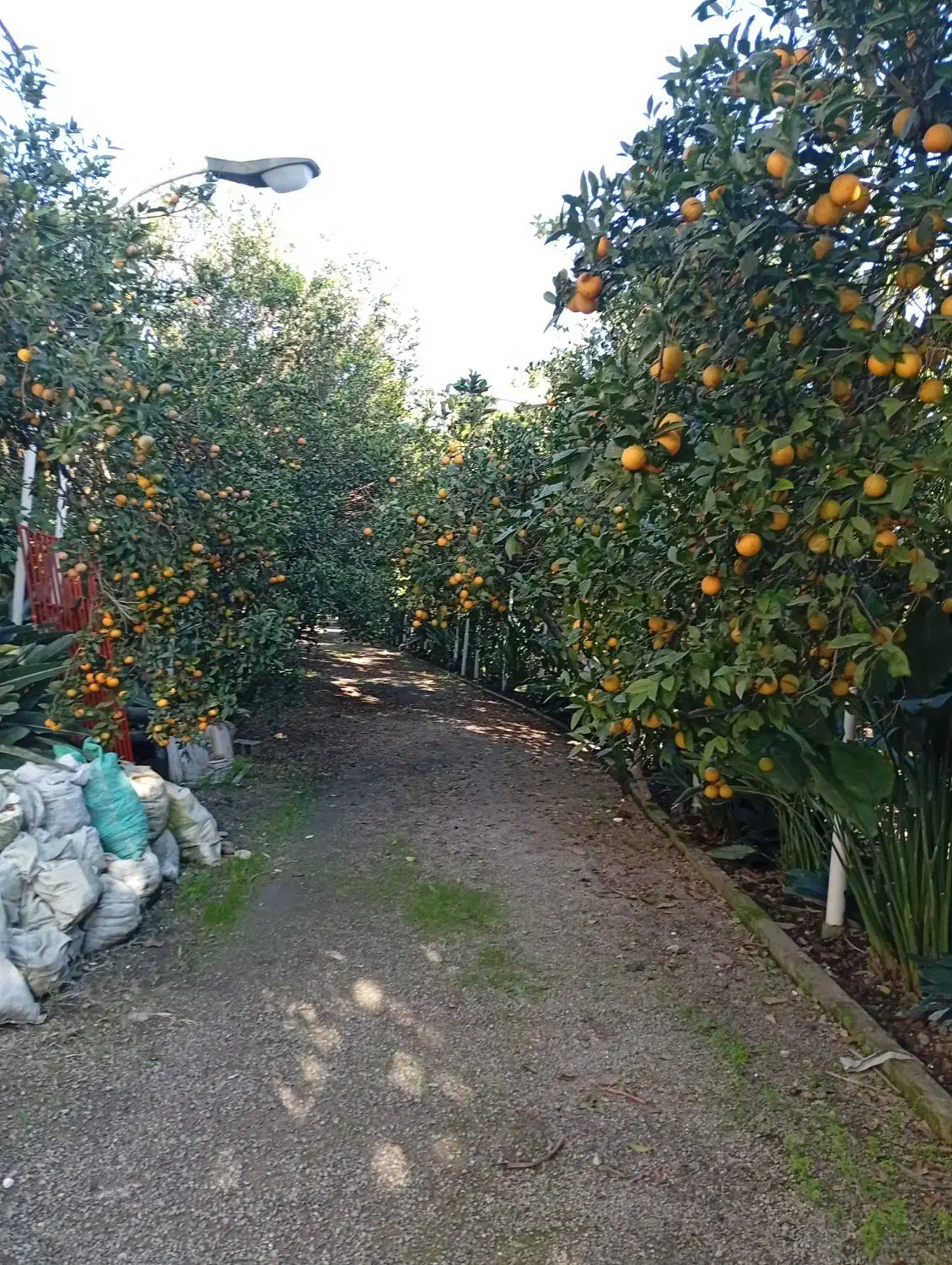 فروش میوه مستقیم از باغ|عمدهفروشی|محمودآباد, |دیوار