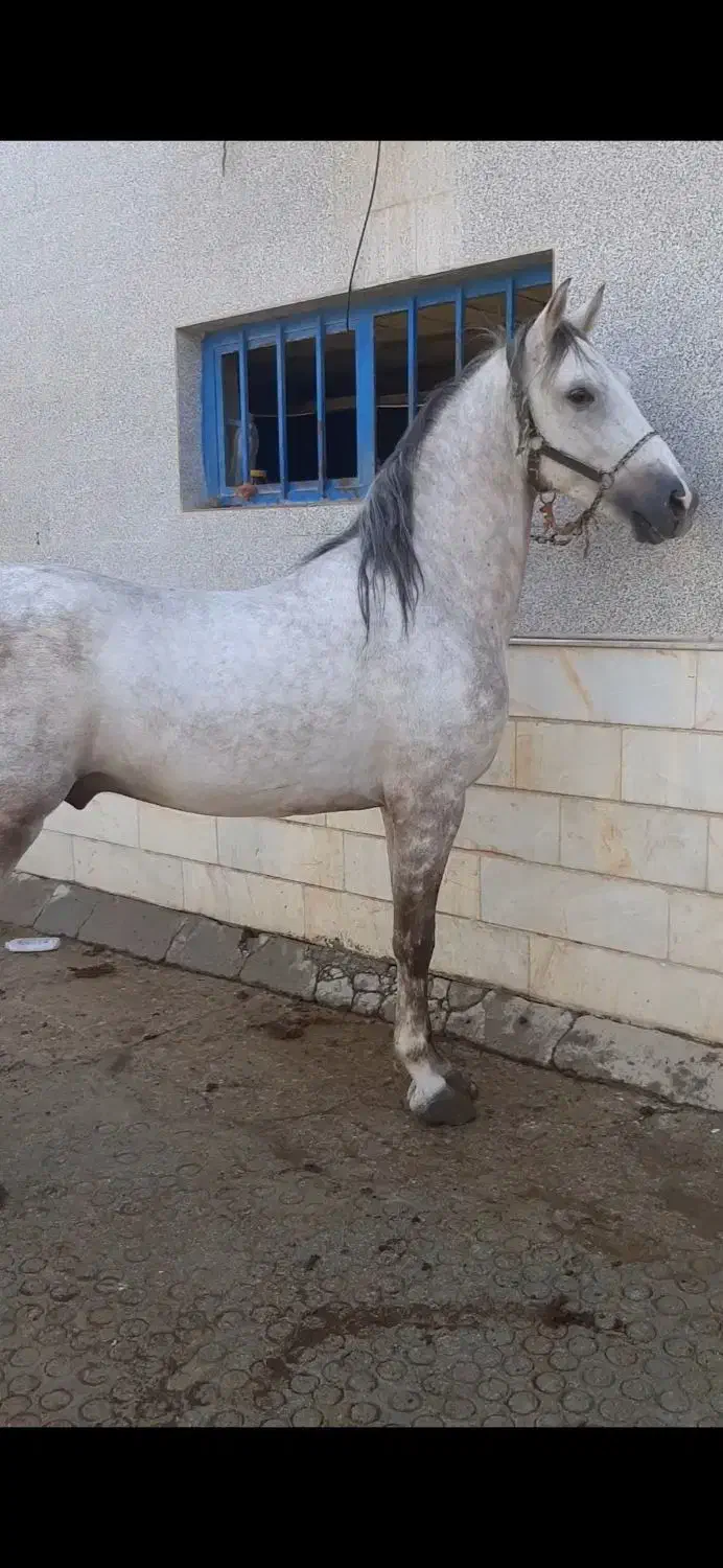 اسب ترکی|اسب و تجهیزات اسب‌سواری|اردکان, |دیوار