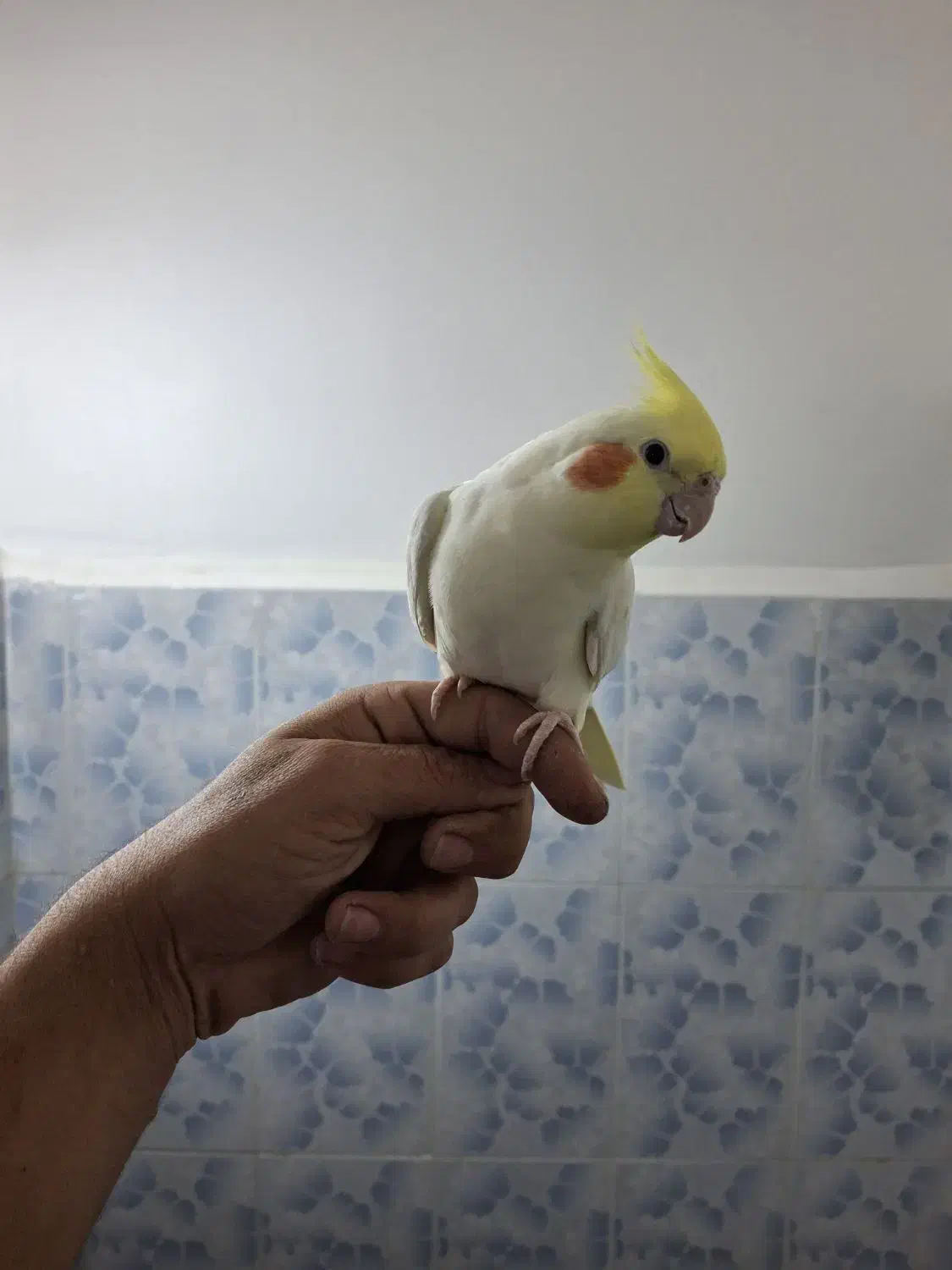 عروس هلندی|پرنده|پلدشت, |دیوار