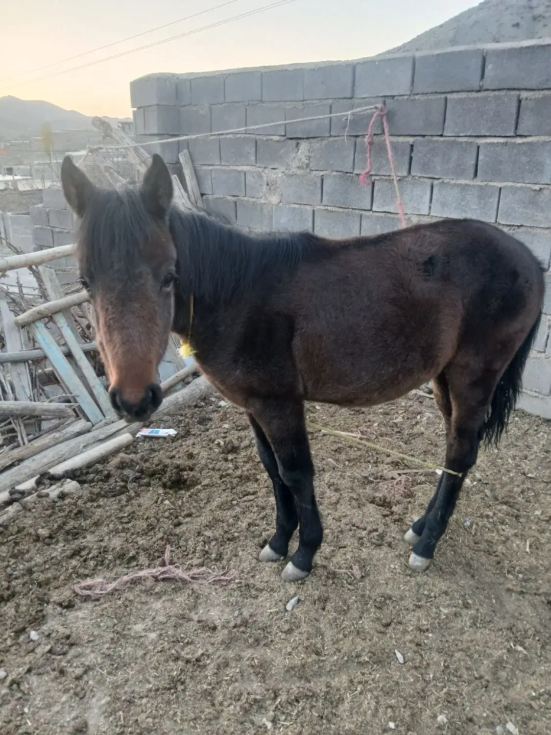 فروش کره اسب|اسب و تجهیزات اسبسواری|قوچان, |دیوار