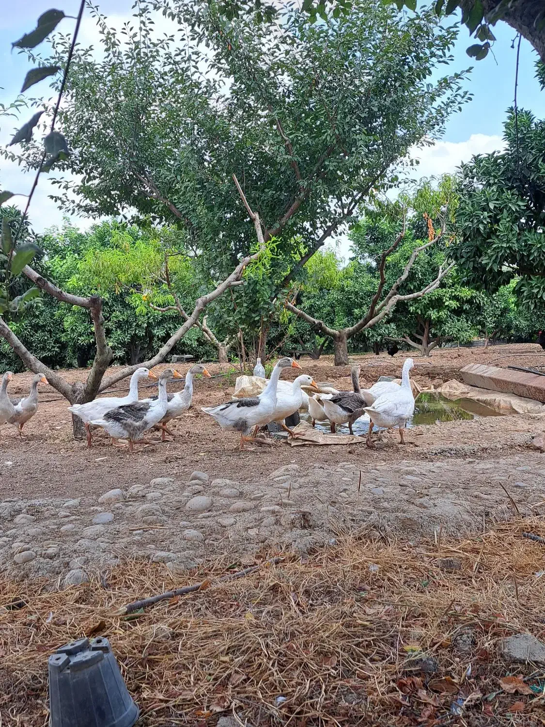 فروش فوری ۲۲ عدد غاز محلی و آفریقایی ، مرغ و خروس|حیوانات مزرعه|نکا, |دیوار