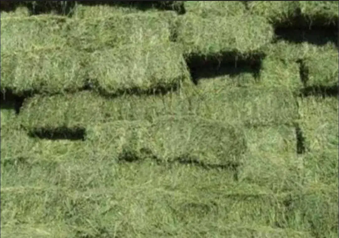 بیده خشک یارانه ای و زیر قیمت بازار|عمده‌فروشی|قائن, |دیوار