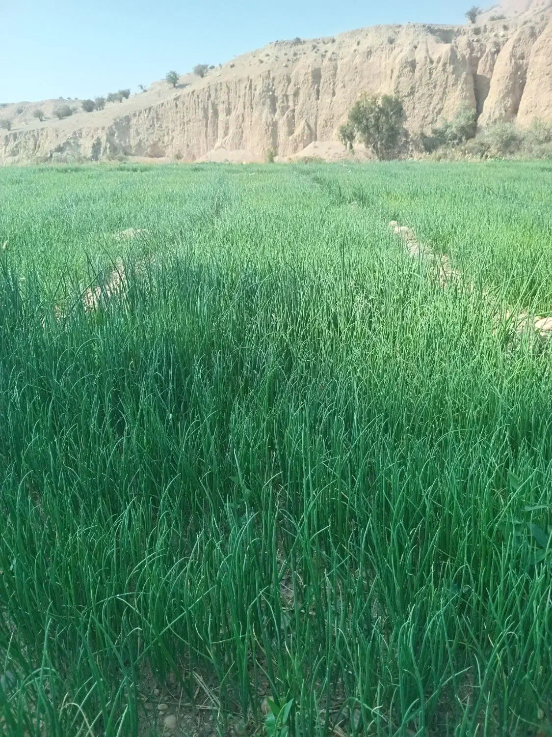 فروش نشاء پیاز ( تیم پیاز)|خدمات باغبانی و درختکاری|دوگنبدان, |دیوار