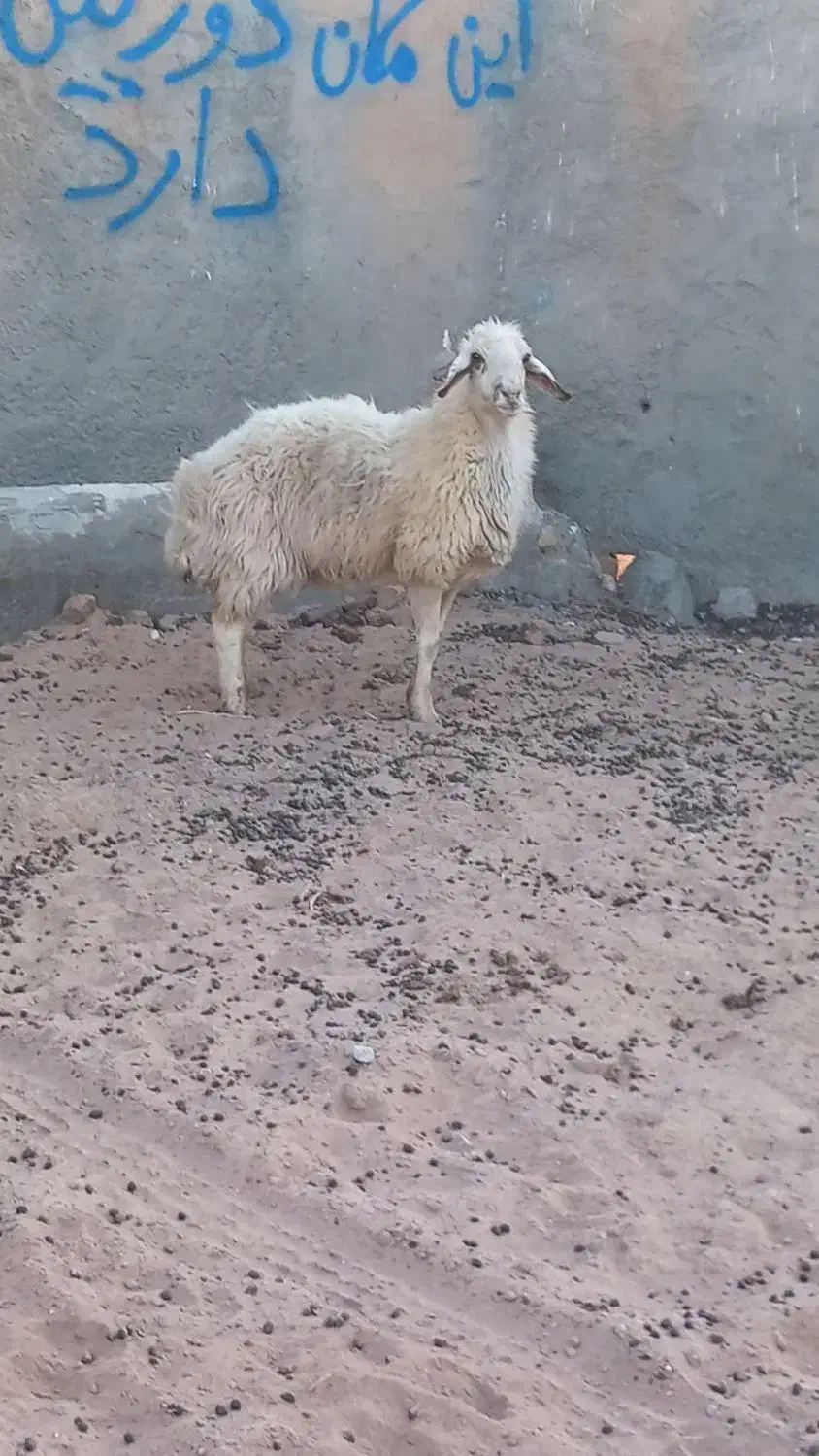 ۱ راس تقلی شیرازیی|حیوانات مزرعه|فردوس (خراسان), |دیوار