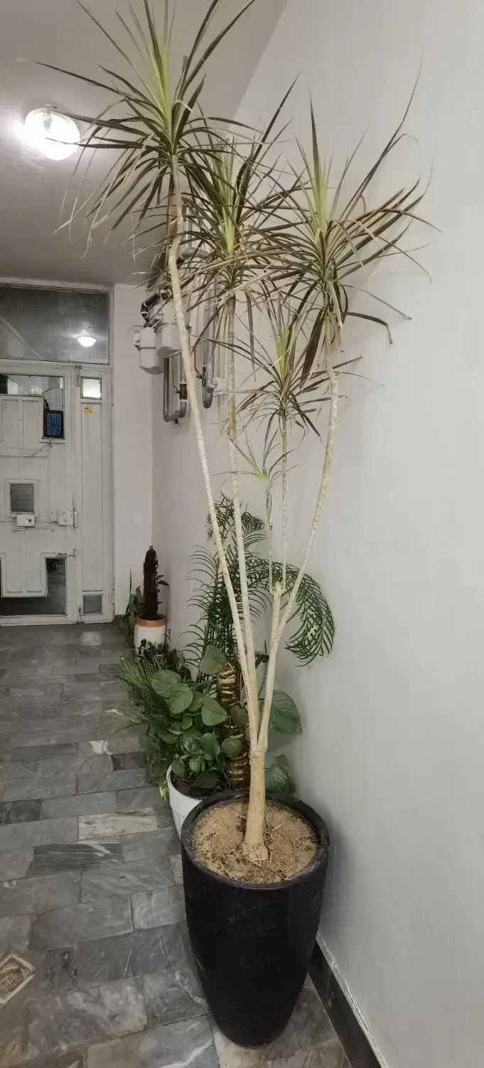 گل بو فروشتن|گل و گیاه طبیعی|بوکان, |دیوار