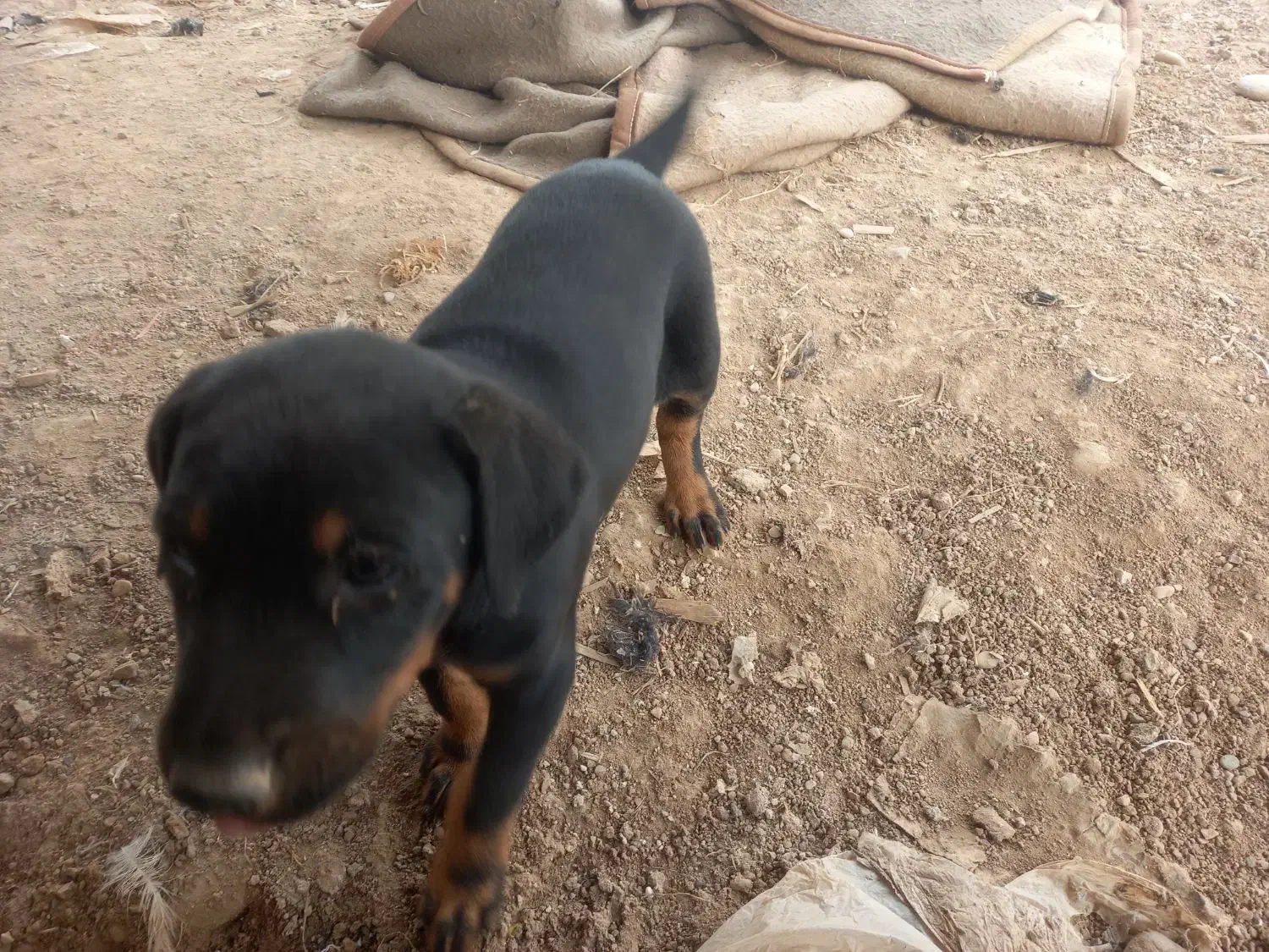 توله دوبرمن ماده|سگ|دزفول, |دیوار