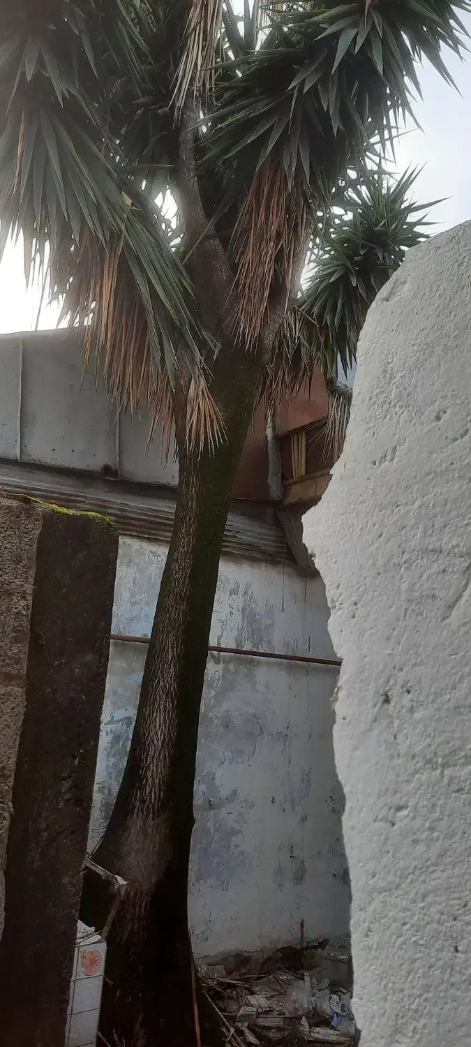 درخت یوکا|گل و گیاه طبیعی|رشت, جانبازان|دیوار