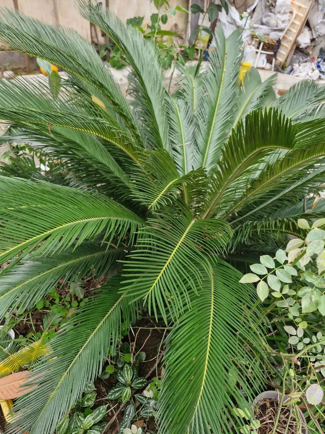 گل یک متری سیکاس|گل و گیاه طبیعی|رشت, حمیدیان|دیوار