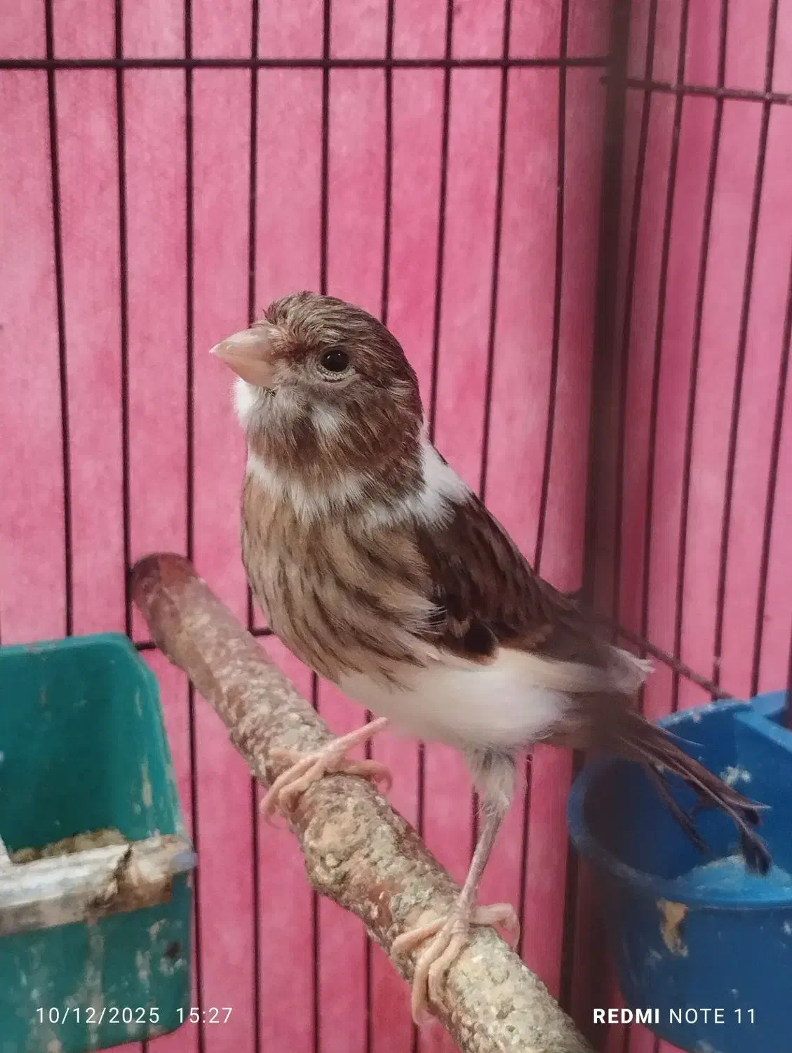 قناری|پرنده|اهواز, کمپلو شمالی|دیوار