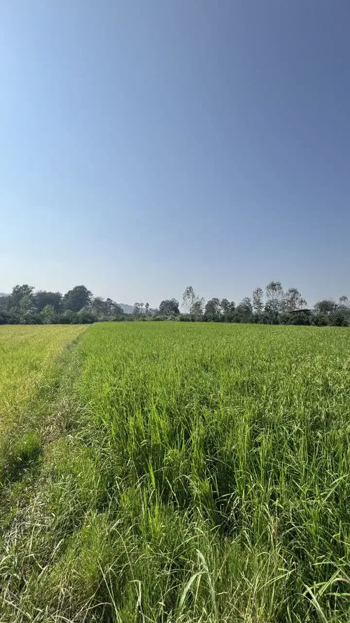 ۲۶۰۰ متر زمین کشاورزی در بابلکنار|فروش دفتر صنعتی، کشاورزی، تجاری|بابل, |دیوار