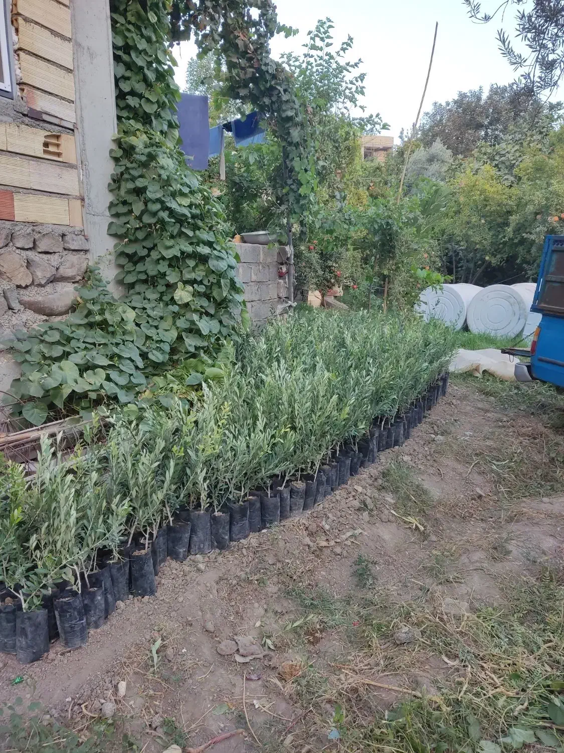 نهال سبز و زرده تضمینی|عمده‌فروشی|طارم, |دیوار