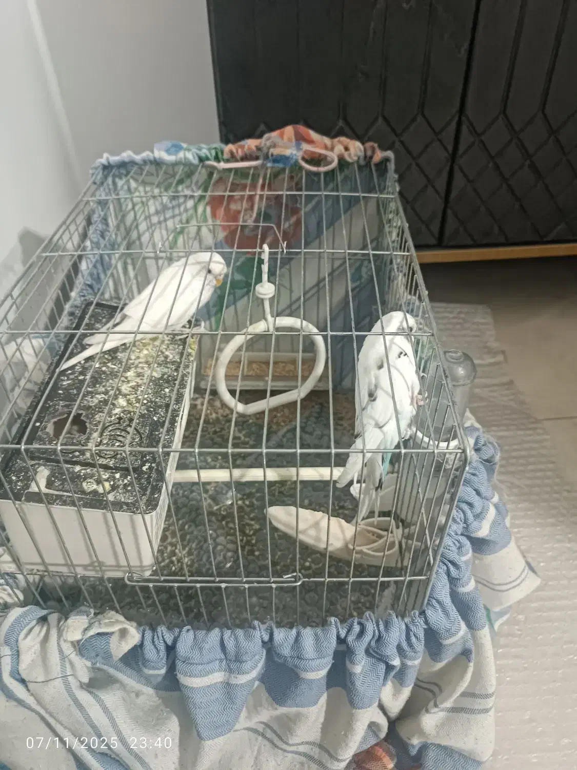 مرغ عشق مولد|پرنده|پاکدشت, پاکدشت (مامازند)|دیوار