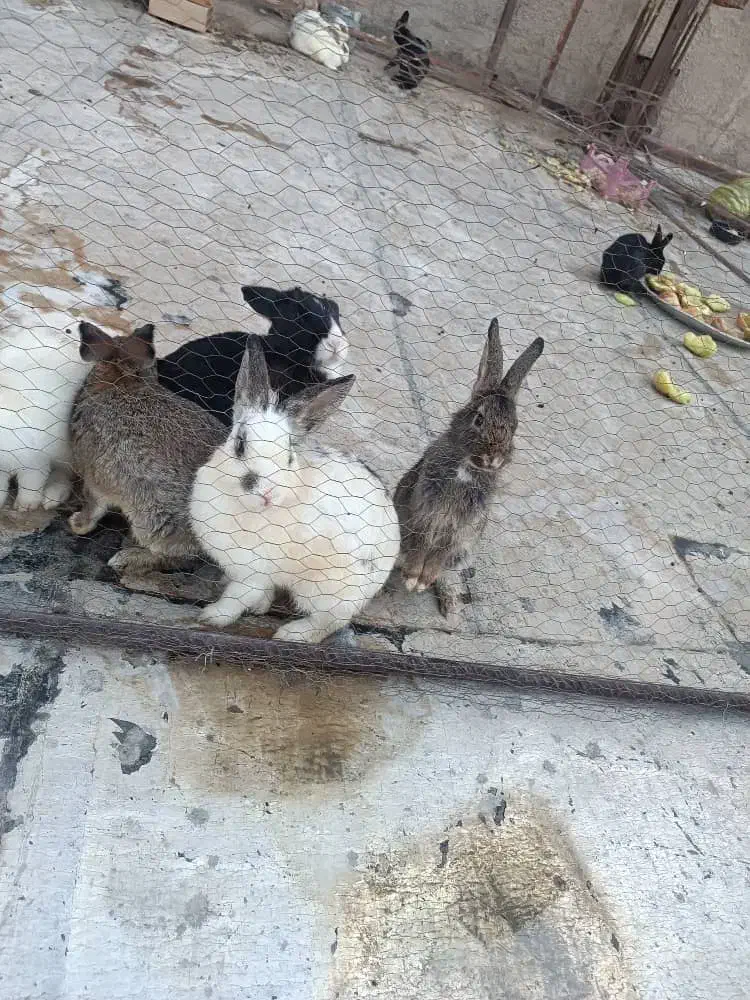 فروش خرگوش|موش و خرگوش|پاکدشت, شهرک انقلاب|دیوار