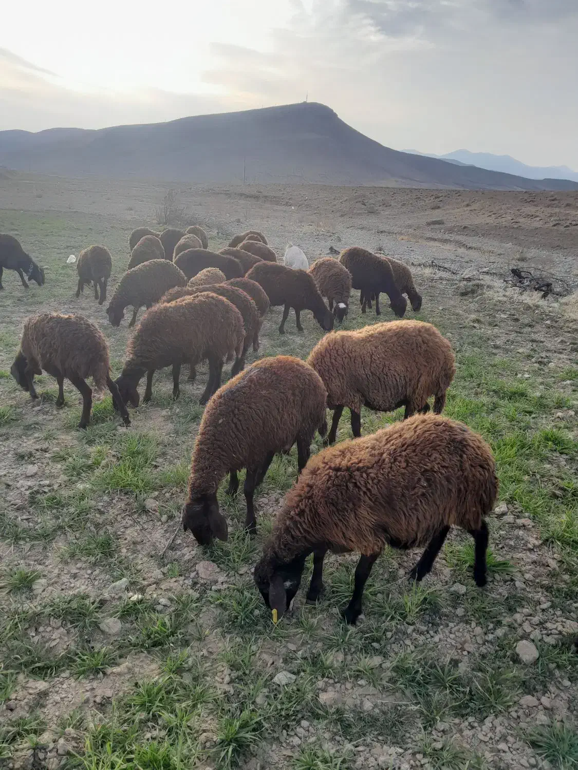 بره ماده|حیوانات مزرعه|بیرانوند, |دیوار