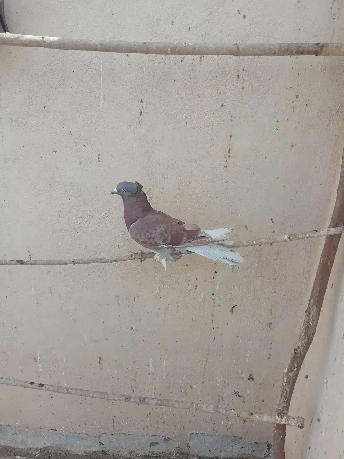 رواعب|پرنده|قم, شاه سید علی|دیوار