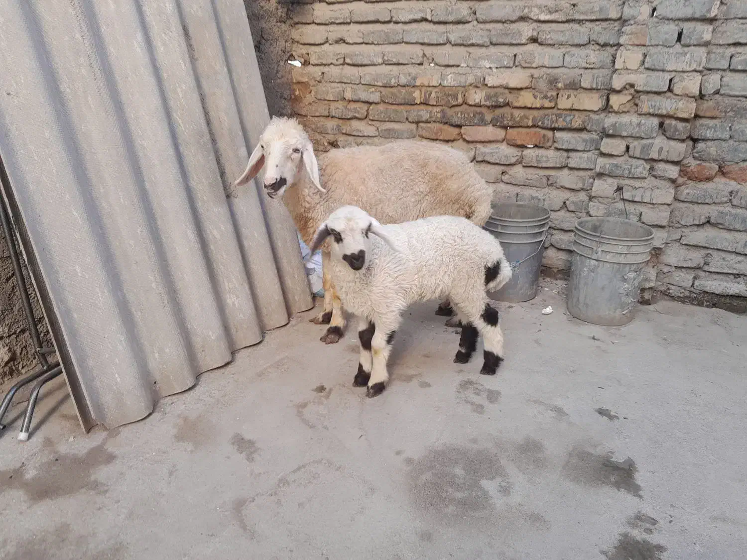 گوسفندبره داروگوسفندابستن|حیوانات مزرعه|سرخنکلاته, |دیوار