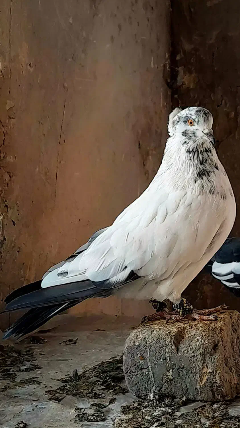 پرشی|پرنده|گلپایگان, |دیوار