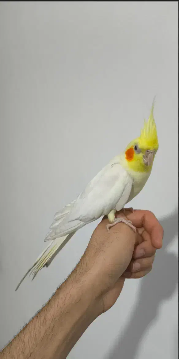 هلندی گمشده|اشیا|کیش, |دیوار