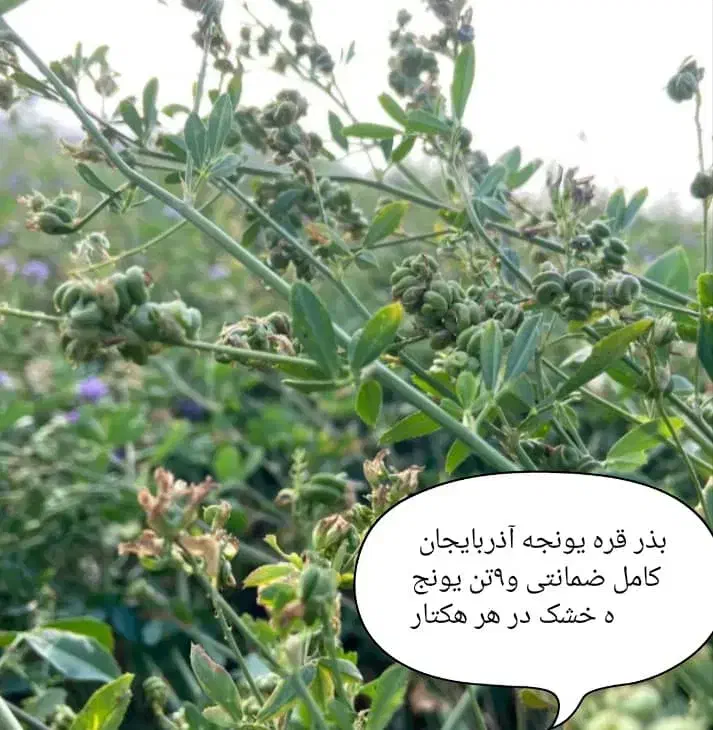 بذر قره یونجه آذربایجان با تناژ 9تن در هکتار|خدمات باغبانی و درختکاری|شیراز, پارک آزادی|دیوار