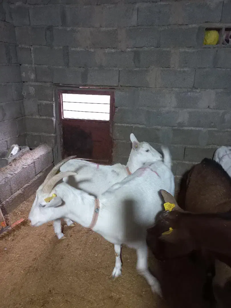 بز سانن|حیوانات مزرعه|بافت, |دیوار