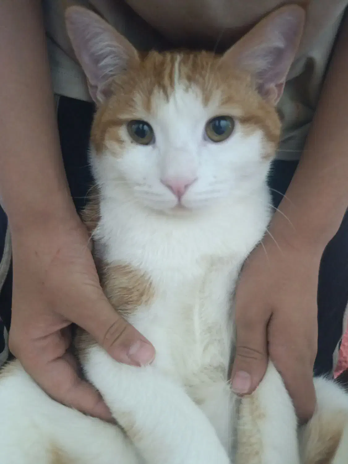 قیمت۳تومن|گربه|یزد, |دیوار