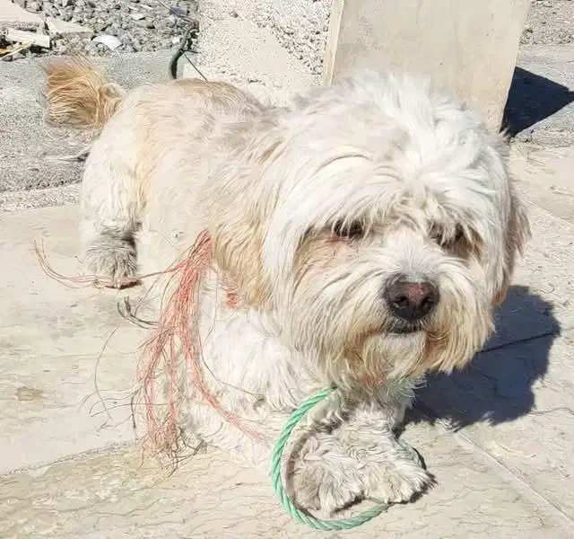 سگ خانگی شیتزو|سگ|نقده, |دیوار