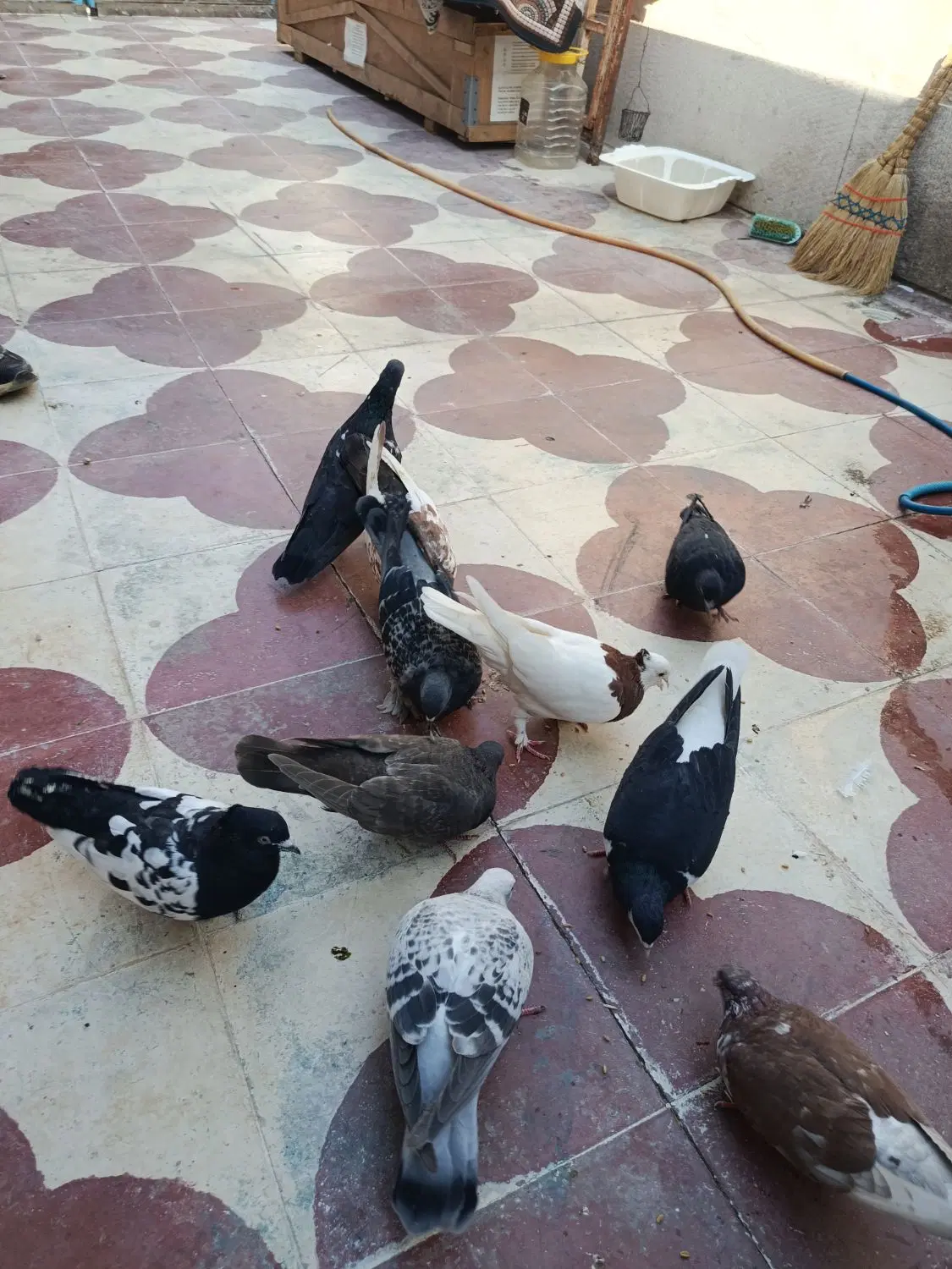 کفتر|پرنده|شیراز, بید زرد|دیوار