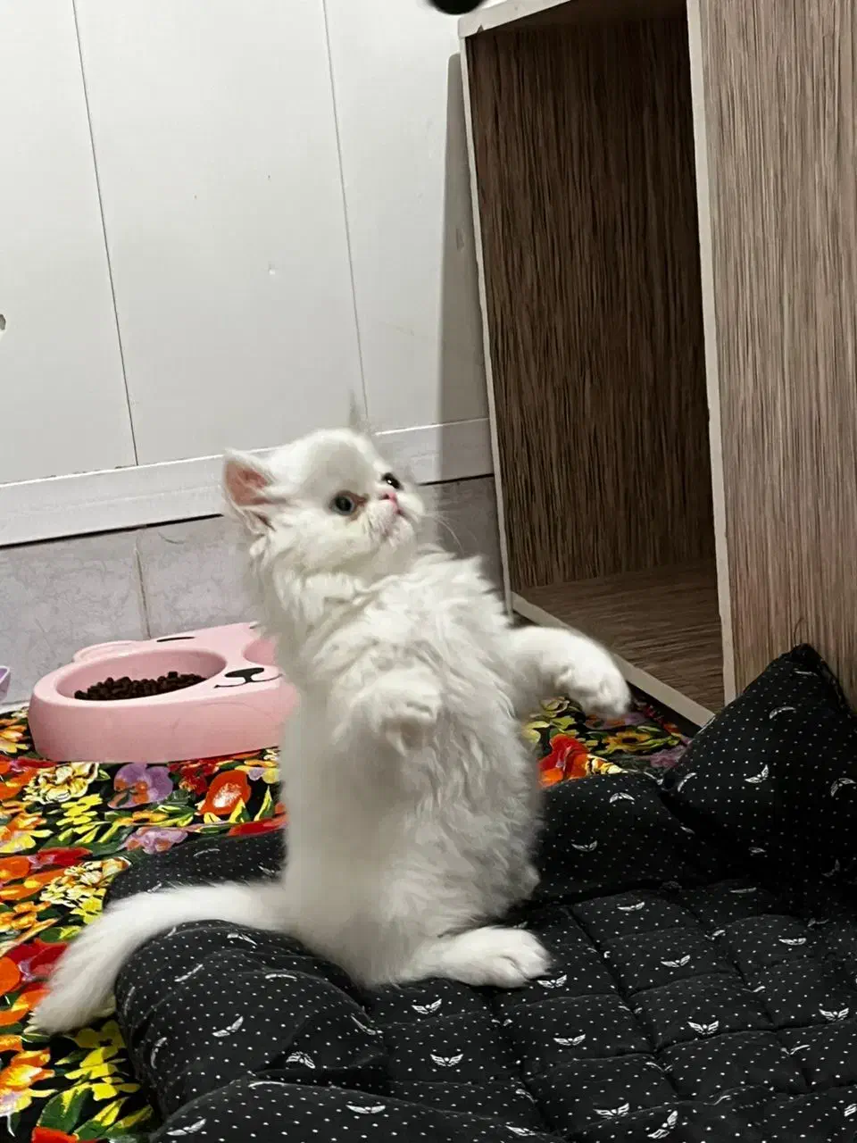 واگذاری گربه پرشین|گربه|ارومیه, |دیوار