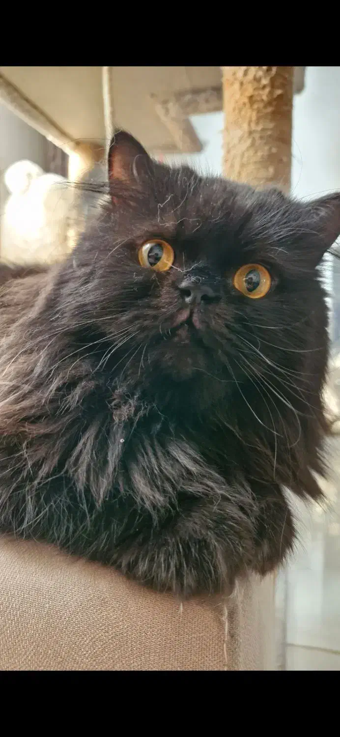 گمشده|حیوانات|کرج, حیدرآباد|دیوار