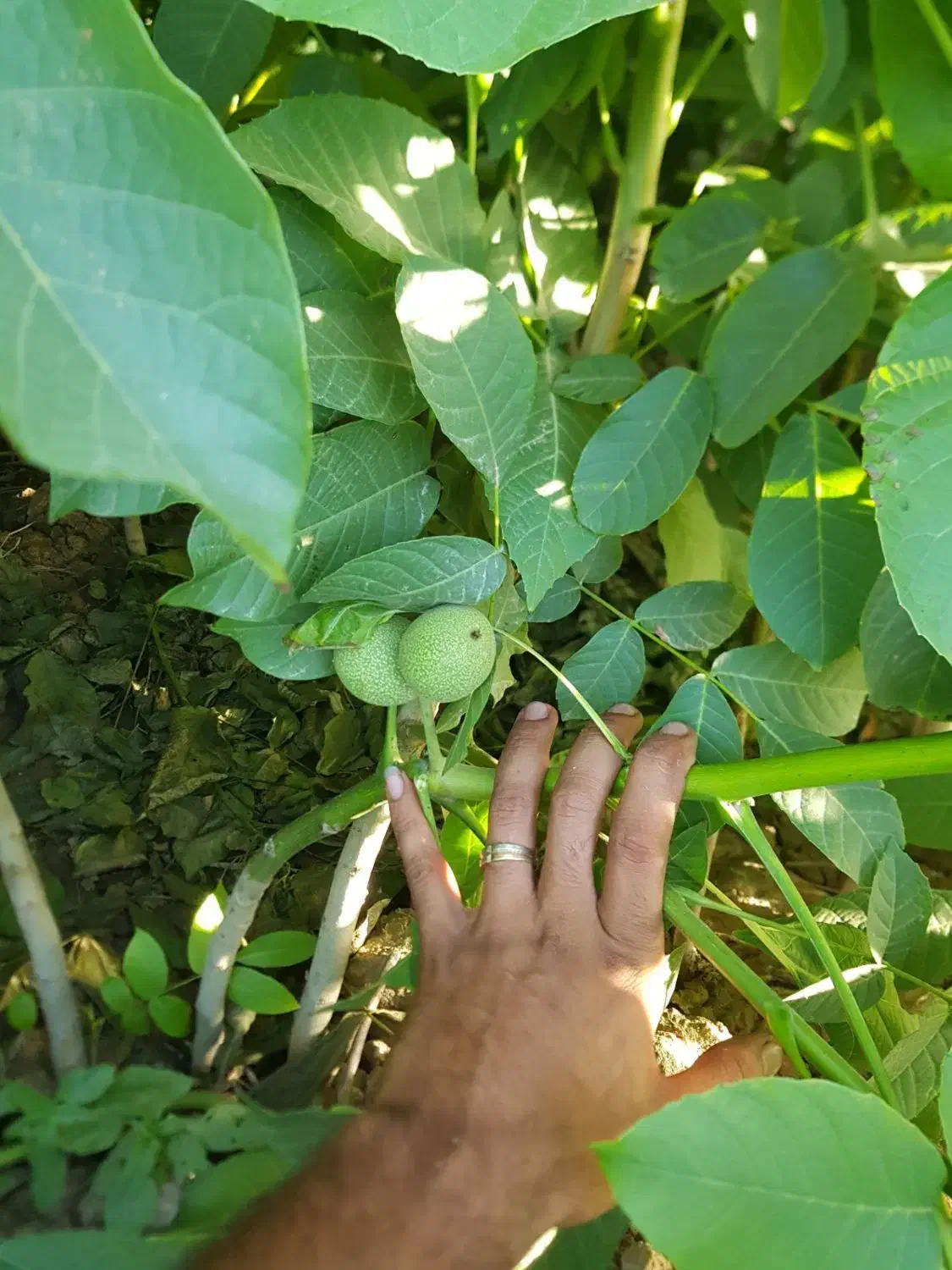 نهال|عمده‌فروشی|میاندوآب, |دیوار